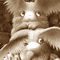 He